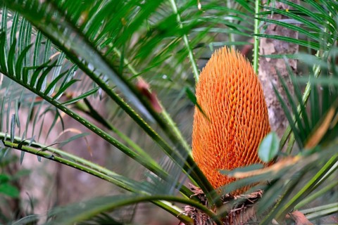 Male inflorescence