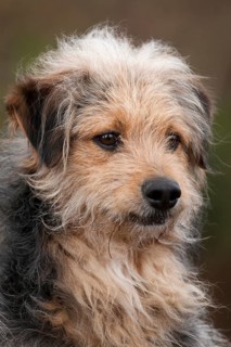 Bosnian Coarse-haired Hound