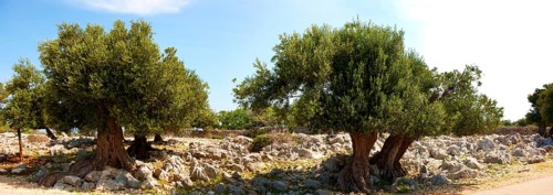 Ancient Olive trees (Olea europaea)