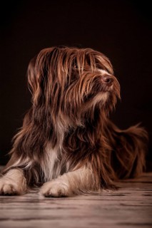 Lying brown mixed-breed dog