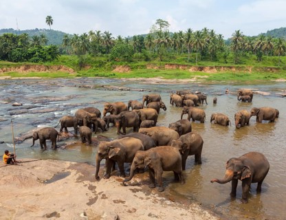 Herd of Asian elephants (Elephas maximus) from the Pinnawala Elephant Orphanage bathing in the Maha Oya river