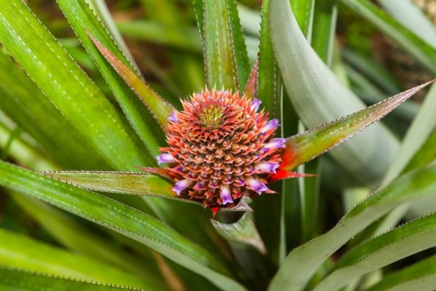 Pineapple plant (Ananas comosus)