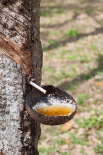 Latex sap dripping out of a cut tree in a rubber plantation