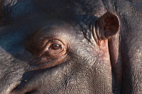 Hippopotamus (Hippopotamus amphibius)