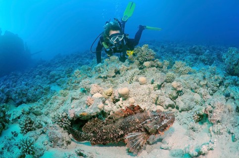 Diver looking at Tassled Scorpionfish (Scorpaenopsis oxycephala)