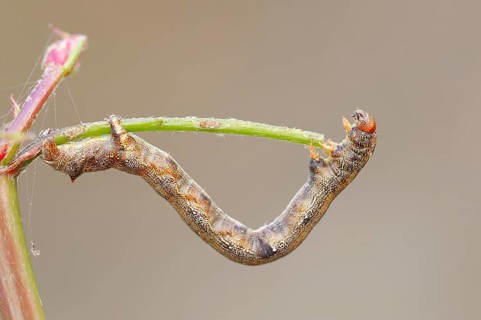 Caterpillar