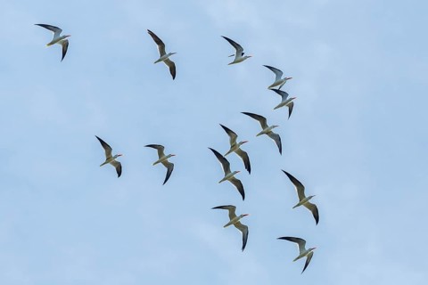 Group of Indian Skimmers (Rynchops albicollis) in flight