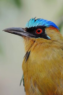 Blue-crowned Motmot (Momotus coeruliceps)