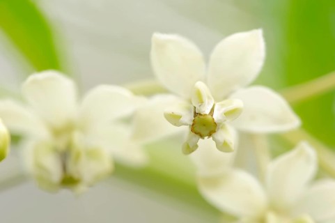 Narrow-leaf Cotton Bush or Milkweed (Gomphocarpus fruticosus