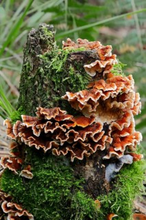 Bleeding Oak Crust (Stereum gausapatum)