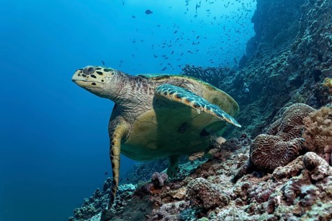 Hawksbill Sea Turtle (Eretmochelys imbricata) swimming over a coral reef