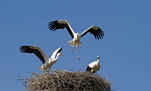 Young White Storks (Ciconia ciconia) on a nest
