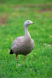 Cape Barren goose (Cereopsis novaehollandiae)