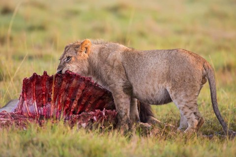 Young lion (Panthera leo) feeding on an eland carcass