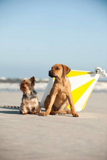 A Yorkshire Terrier and a mixed breed puppy sitting next to a buoy at the beach