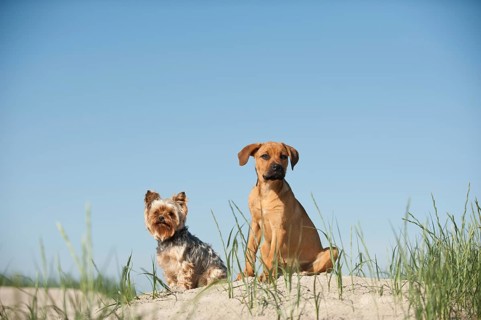 A Yorkshire Terrier and a mixed breed puppy sitting on a dune at the beach