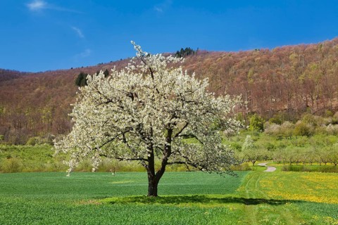 Fruit tree in blossom on a meadow in spring