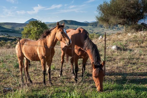 Mare with foal on a pasture