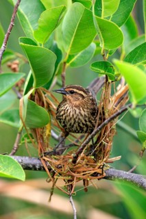 Red-winged Blackbird (Agelaius phoeniceus)