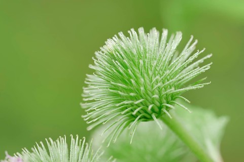 Greater Burdock (Arctium lappa)