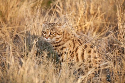 Black-footed Cat (Felis nigripes)