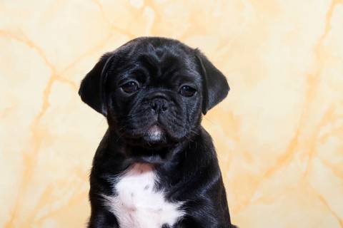 Pug