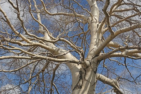 Etna Birch (Betula aetnensis)