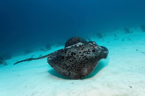 Black-spotted Stingray or Blotched Fantail Ray (Taeniura meyeni)