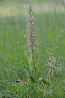 Lizard Orchid (Himantoglossum hircinum)