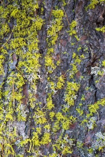 Lichens on a dead Swiss pine (Pinus cembra) in the pine forest God Tamangur