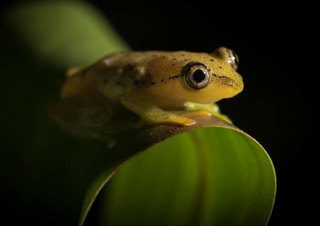 Betsileo reed frog (Heterixalus betsileo)