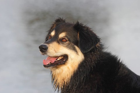 Australian Shepherd Mix