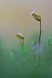 Bank Haircap Moss (Polytrichum formosum)