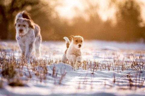Young Jack Russell Terrier bitch and a mixed-breed dog walking over a field in the light of the sunrise