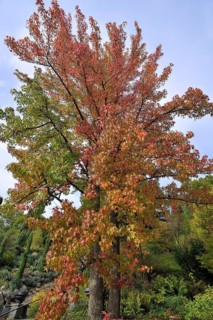 American Sweetgum tree (Liquidambar styraciflua) in autumn colours