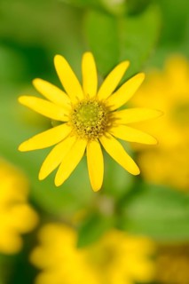 Mexican Creeping Zinnia (Sanvitalia procumbens)