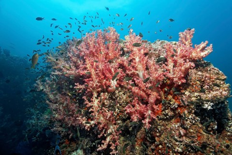 Carnation Corals (Dendronephthya klunzingeri) on a reef