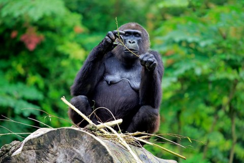Western Lowland Gorilla (Gorilla gorilla gorilla)