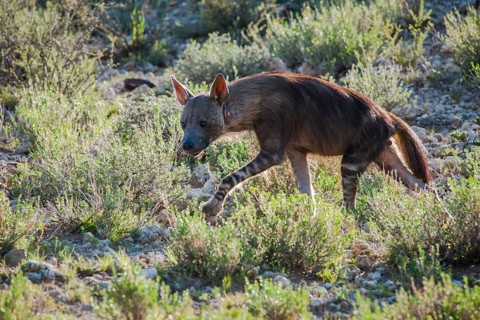 Brown Hyena (Parahyaena brunnea)