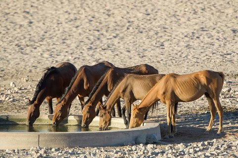 Wild horses at a watering pool in the Namib Desert