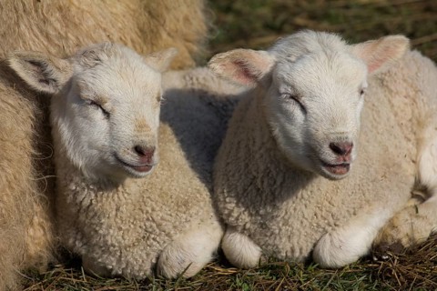 Domestic sheep (Ovis orientalis aries)