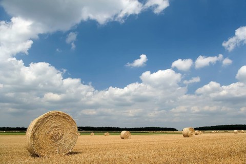 Field with straw bales against a blue sky with white clouds