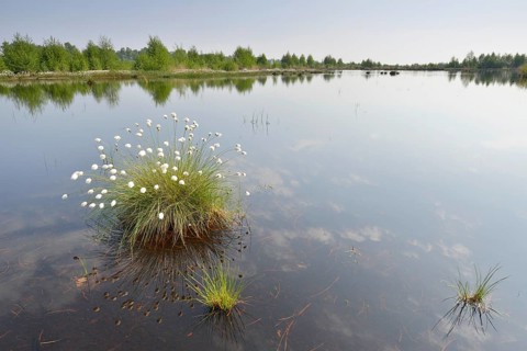 Tussock Cottongrass (Eriophorum vaginatum)