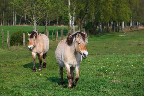 Norwegian Fjord horses