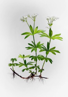 Woodruff (Galium odoratum)