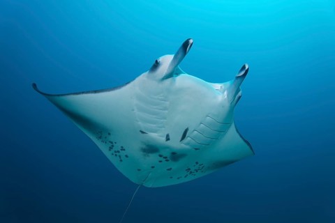 Giant Manta Ray (Manta birostris) in the open sea