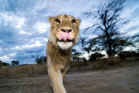 Lion (Panthera leo)