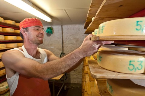 Dairyman stacking the cheese wheels he has produced in a cheese cellar