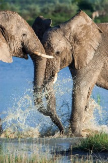 African elephants (Loxodonta africana) playfighting at the Namutoni water hole