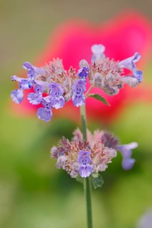 Garden Catmint